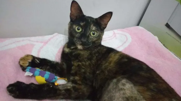 Gato ra a SRD idade 7 a 11 meses nome MALÚ