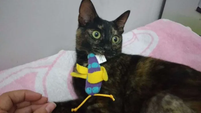 Gato ra a SRD idade 7 a 11 meses nome MALÚ
