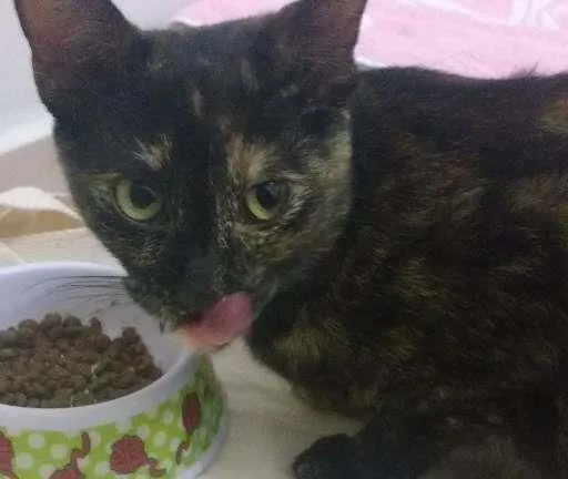 Gato ra a SRD idade 7 a 11 meses nome MALÚ