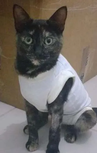 Gato ra a SRD idade 7 a 11 meses nome MALÚ
