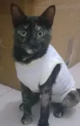 MALÚ