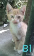 Gatinhos fofos