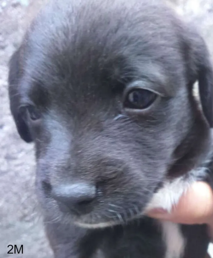Cachorro ra a SRD idade Abaixo de 2 meses nome M2