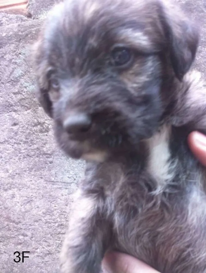 Cachorro ra a SRD idade Abaixo de 2 meses nome F3