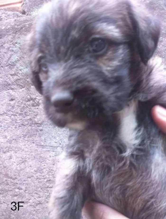 Cachorro ra a SRD idade Abaixo de 2 meses nome F3