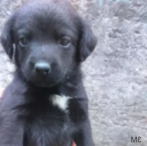 Cachorro raça SRD idade Abaixo de 2 meses nome M3