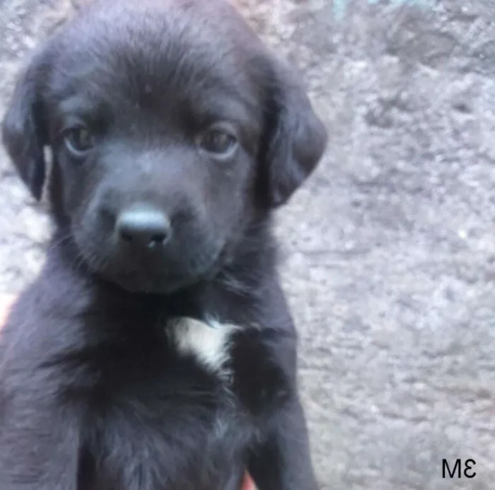 Cachorro ra a SRD idade Abaixo de 2 meses nome M3