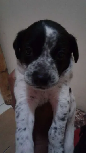 Cachorro raça Srd idade Abaixo de 2 meses nome Sem nome