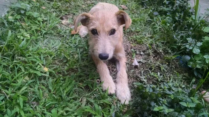 Cachorro ra a Vira lata idade 2 a 6 meses nome Sem nome