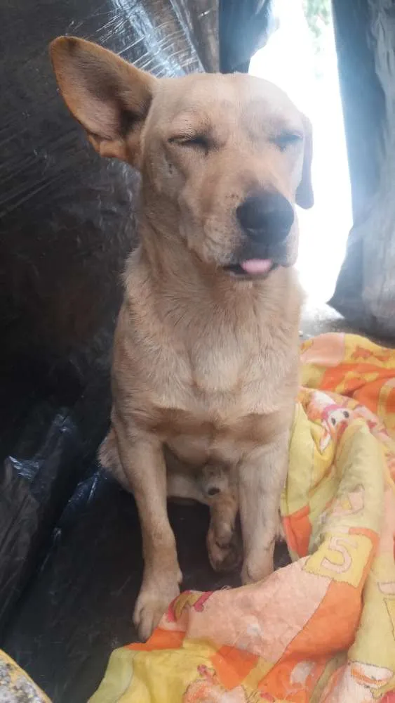 Cachorro ra a Srd idade  nome Sem nome