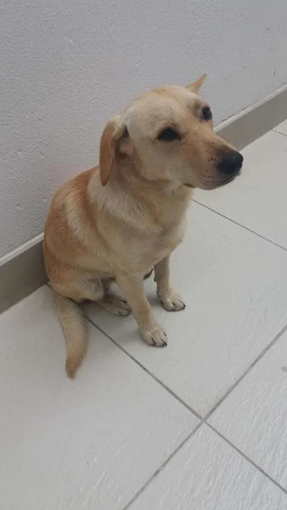 Cachorro ra a Srd idade  nome Sem nome