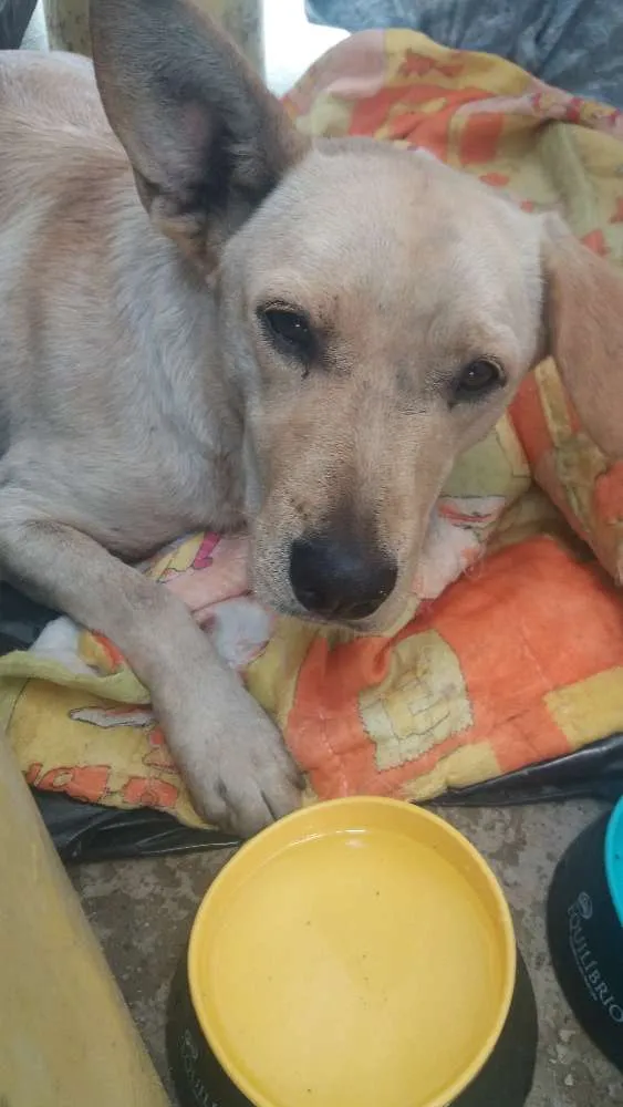 Cachorro ra a Srd idade  nome Sem nome