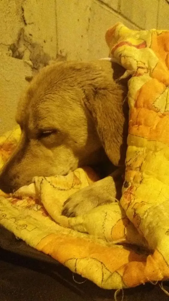 Cachorro ra a Srd idade  nome Sem nome