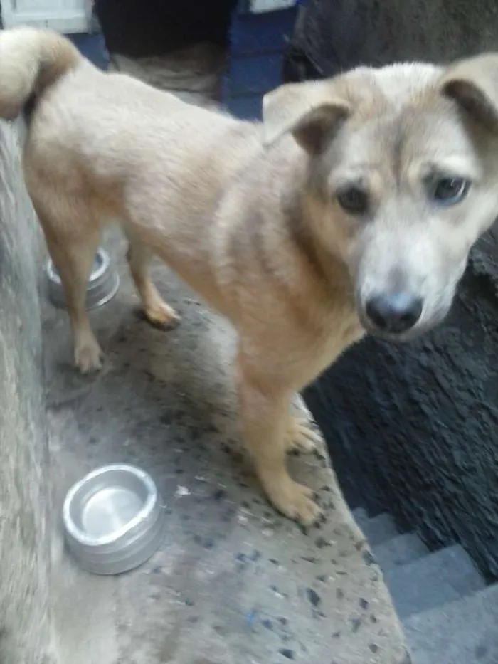 Cachorro ra a chow chow com vira lata idade 7 a 11 meses nome Luna