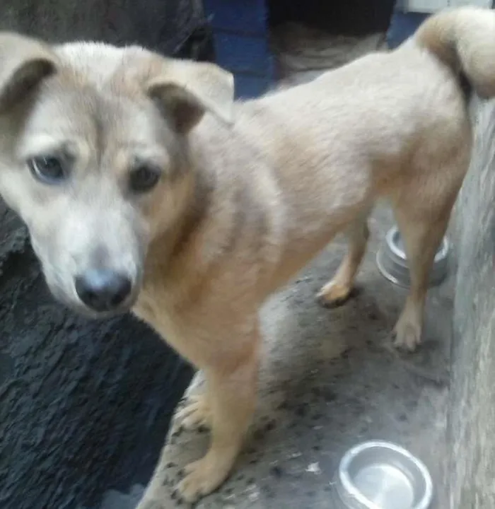 Cachorro ra a chow chow com vira lata idade 7 a 11 meses nome Luna