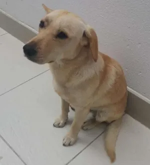 Cachorro raça Srd idade  nome Sem nome