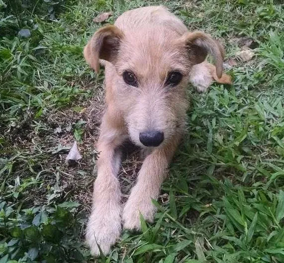 Cachorro ra a Vira lata idade 2 a 6 meses nome Sem nome