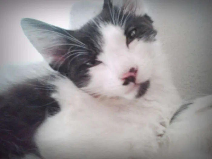 Gato ra a Vira Lata idade 2 a 6 meses nome Higor