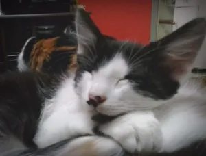 Gato raça Vira Lata idade 2 a 6 meses nome Higor