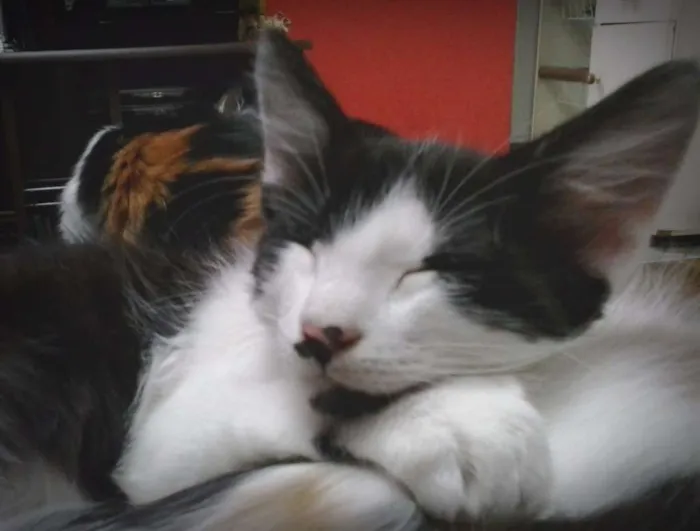 Gato ra a Vira Lata idade 2 a 6 meses nome Higor