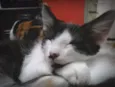 Higor