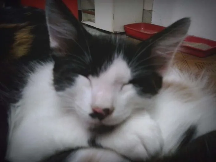 Gato ra a Vira Lata idade 2 a 6 meses nome Higor