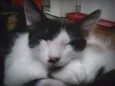 Higor