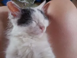 Gato raça Vira Lata idade 7 a 11 meses nome Kiss