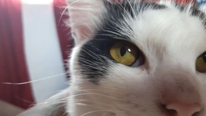 Gato ra a Vira Lata idade 7 a 11 meses nome Kiss