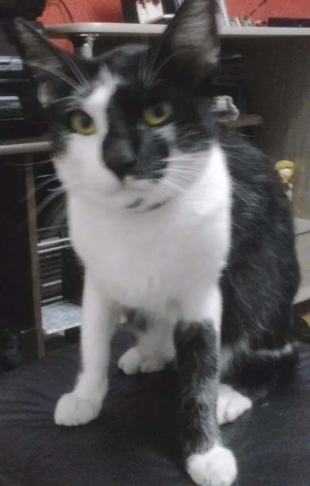 Gato ra a Vira Lata idade 1 ano nome Jubileu