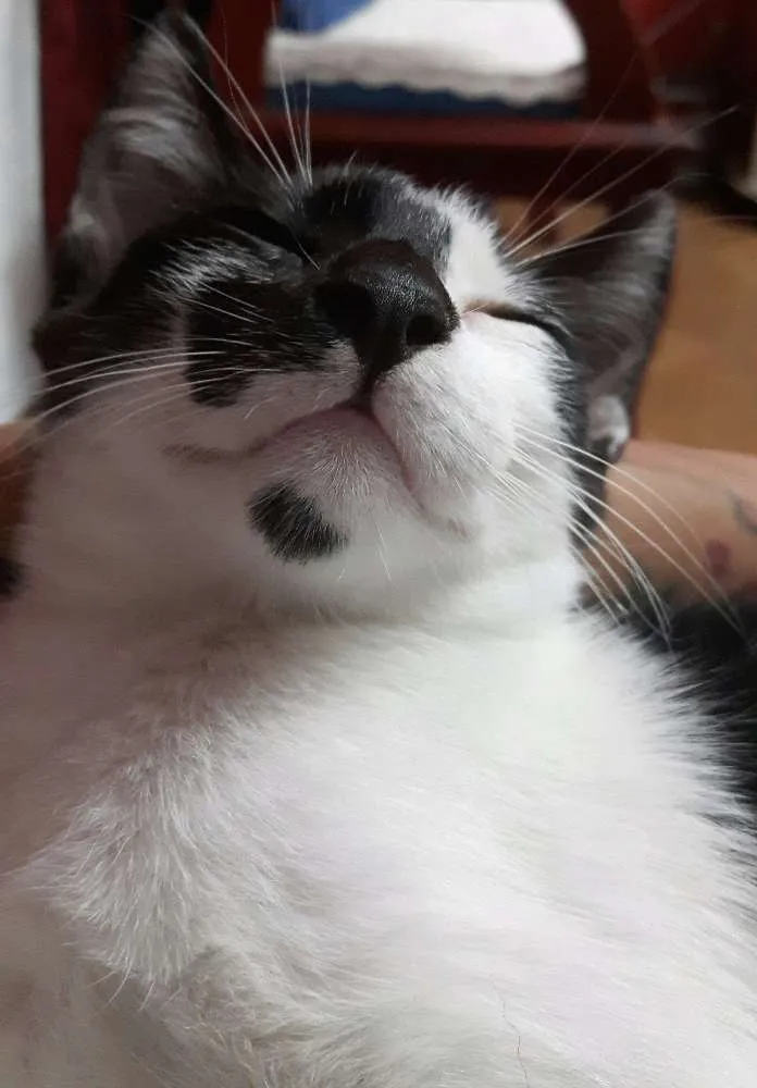 Gato ra a Vira Lata idade 1 ano nome Jubileu