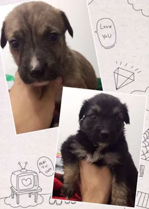 Cachorro raça srd idade Abaixo de 2 meses nome FILHOTES BEGE PRETO