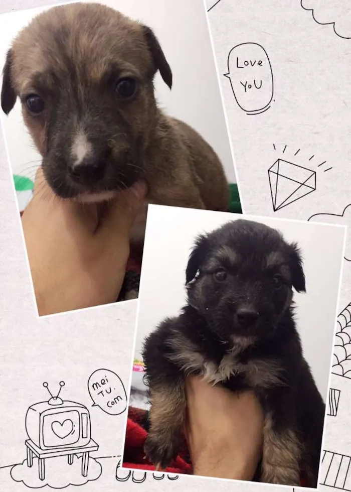 Cachorro ra a srd idade Abaixo de 2 meses nome FILHOTES BEGE PRETO