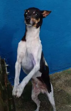 Cachorro raça Srd idade 3 anos nome Toquinho