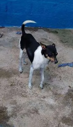 Cachorro ra a Srd idade 3 anos nome Toquinho