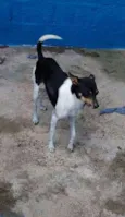 Toquinho