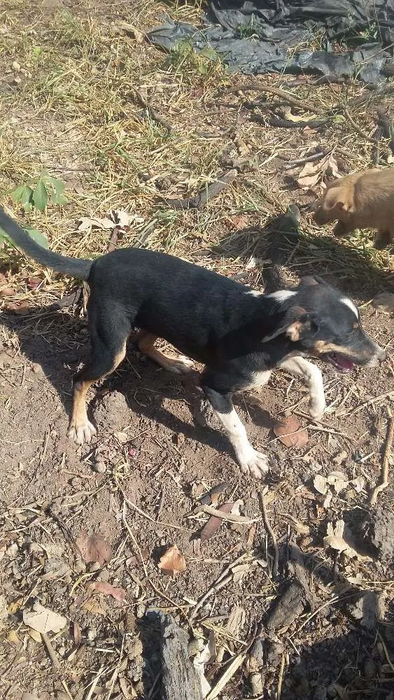 Cachorro raça sem raça idade 7 a 11 meses nome sem nome
