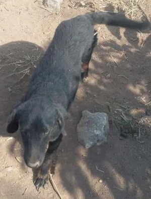Cachorro raça sem raça idade 7 a 11 meses nome sem nome