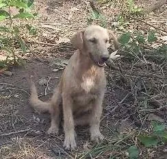 Cachorro raça sem raça idade 7 a 11 meses nome sem nome