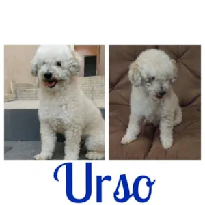 Cachorro raça Poodle idade 5 anos nome Urso