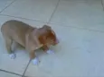 não tem