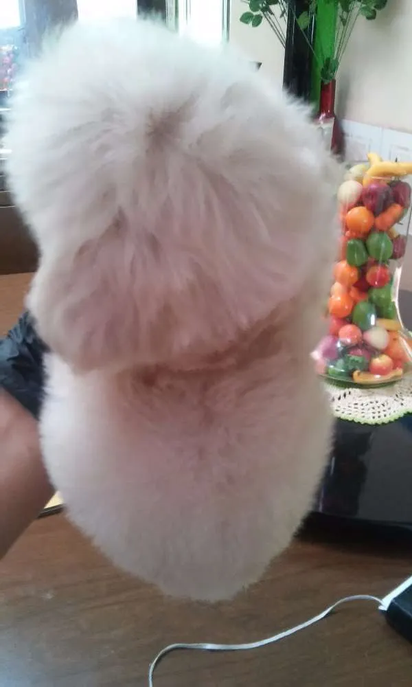 Cachorro ra a Podre toy idade Abaixo de 2 meses nome Beethovem 