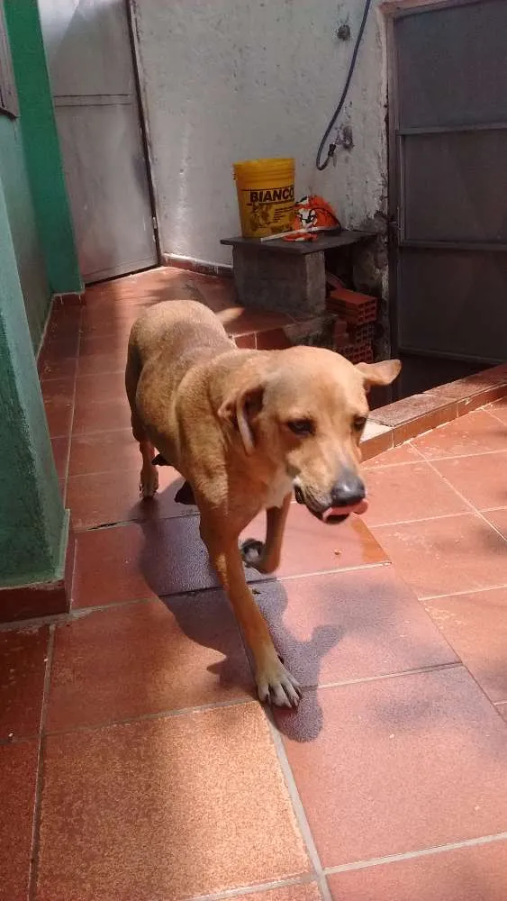 Cachorro ra a Vira lata idade 2 a 6 meses nome Princesa 
