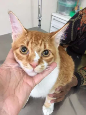 Gato raça SRD idade 2 a 6 meses nome JUNINHO