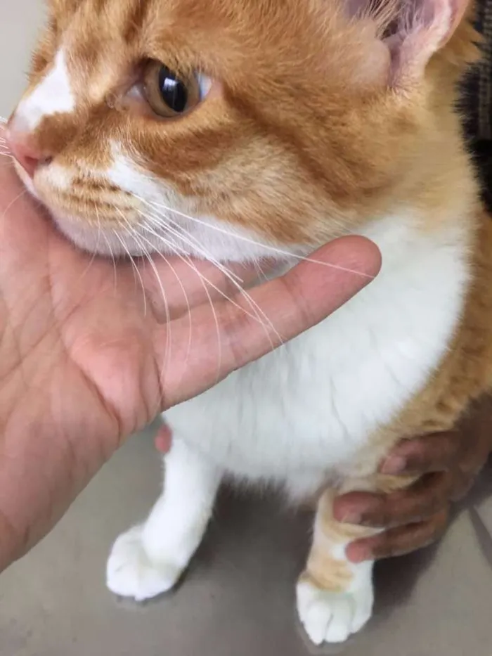 Gato ra a SRD idade 2 a 6 meses nome JUNINHO