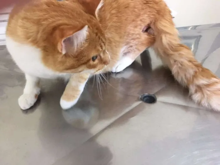 Gato ra a SRD idade 2 a 6 meses nome JUNINHO