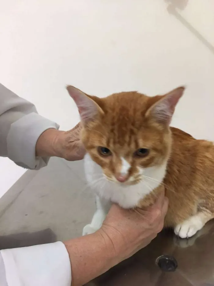 Gato ra a SRD idade 2 a 6 meses nome JUNINHO