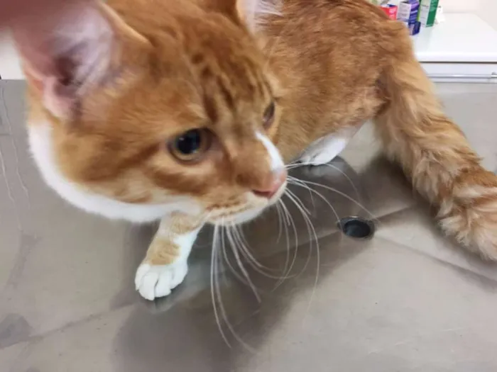 Gato ra a SRD idade 2 a 6 meses nome JUNINHO