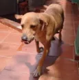 Princesa 