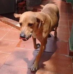Cachorro raça Vira lata idade 2 a 6 meses nome Princesa 